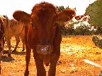 longhorn calves