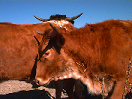 longhorn cows